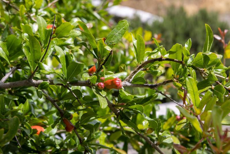 Standard Double Room (Adjacent Building) image 3