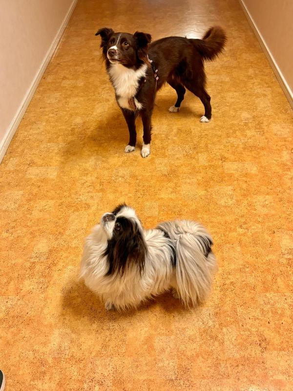 Quadruple Room - Pets Allowed image 3
