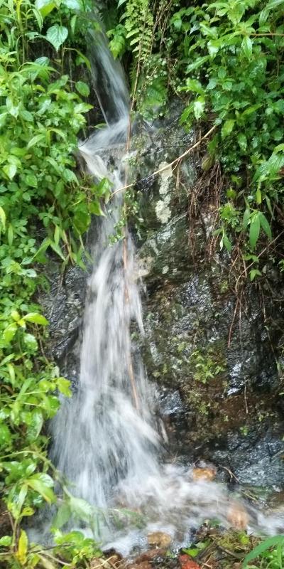Sundara vana estate stay madikeri - image 10