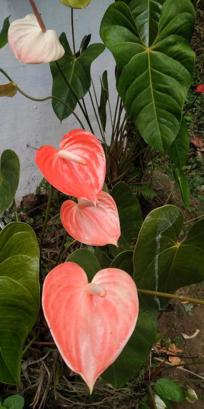 Sundara vana estate stay madikeri - image 5