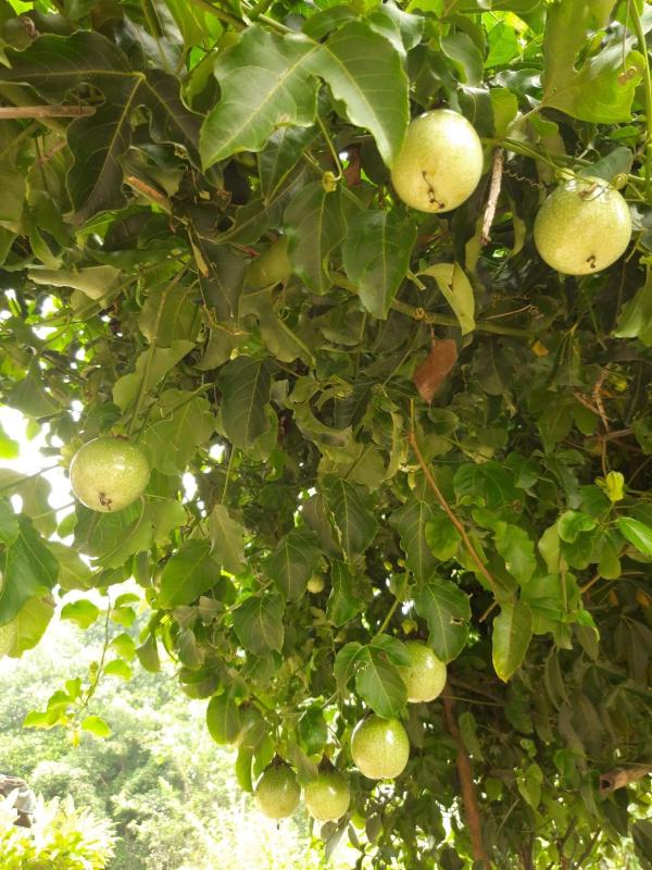 Prakruti Home stay - image 8
