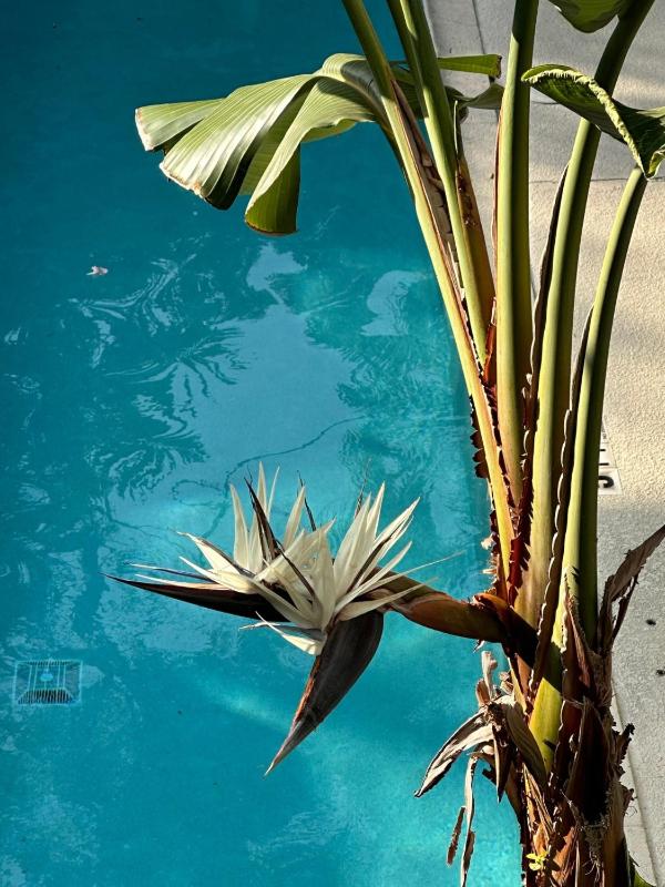 Ambrosia Key West - image 19