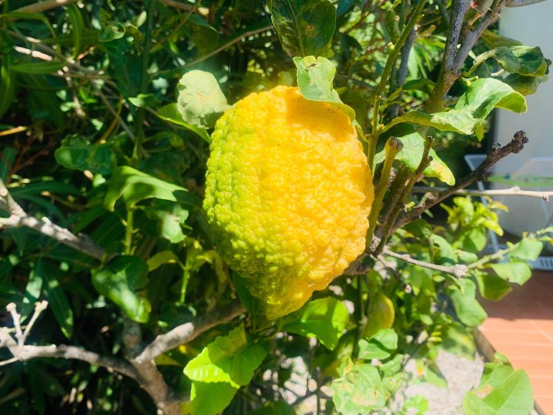 Case dei limoni sul mare - image 15