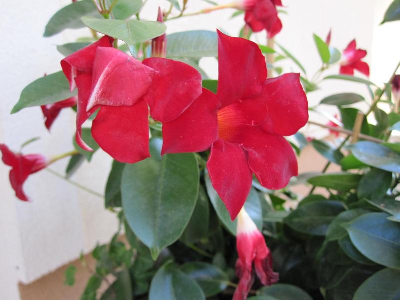 Apartment with Mountain View image 1