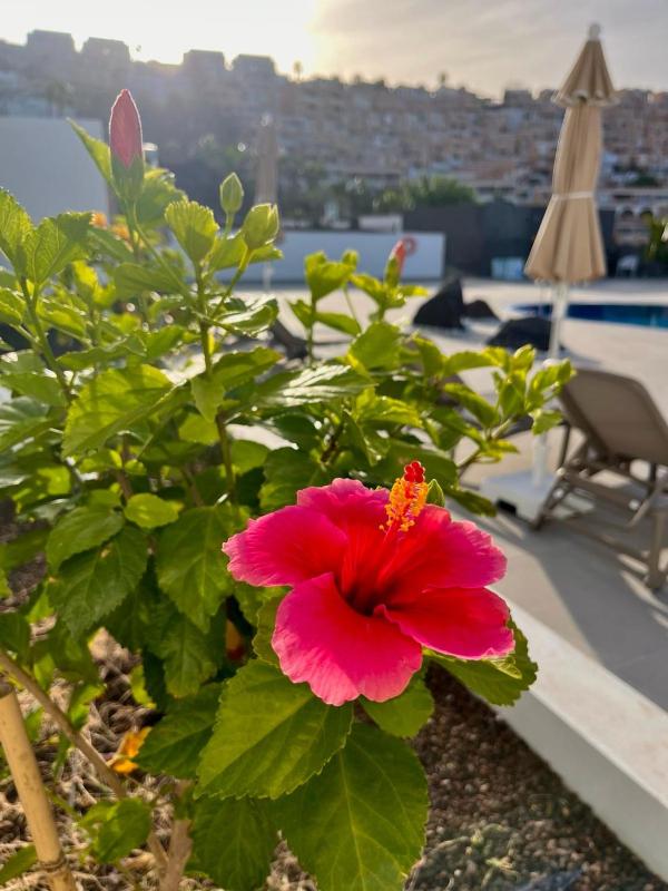 Costa Adeje Garden Aparthotel - image 17