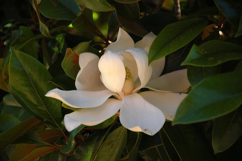 I Fiori di Salici - image 37