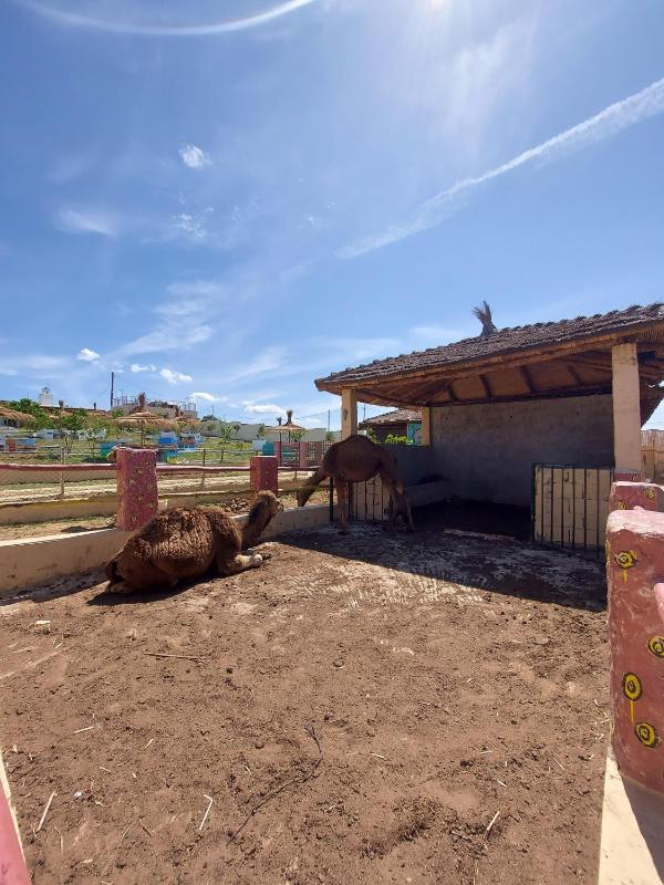 LA GRANJA - image 8