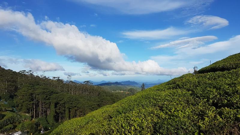 Wintry Hills-Nuwara Eliya - image 6