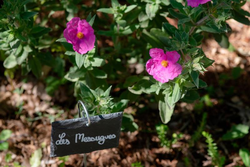 Deluxe Double Room with Terrace or Balcony image 3