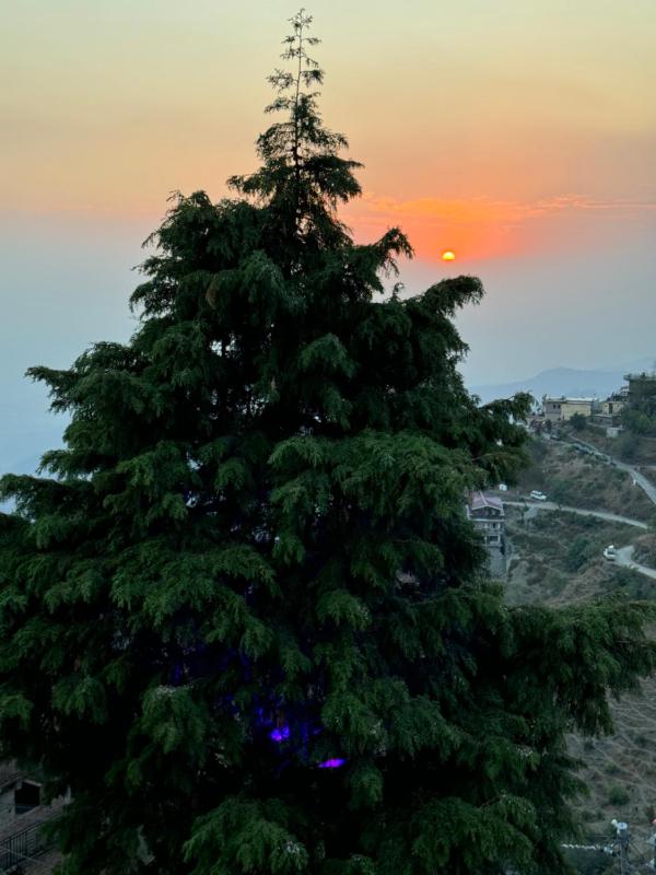 Samarth Kasauli Hills Bed & Breakfast 2 km from Mall Road - image 7