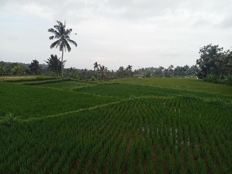 Zinzi's All-Inclusive Homestay - image 14