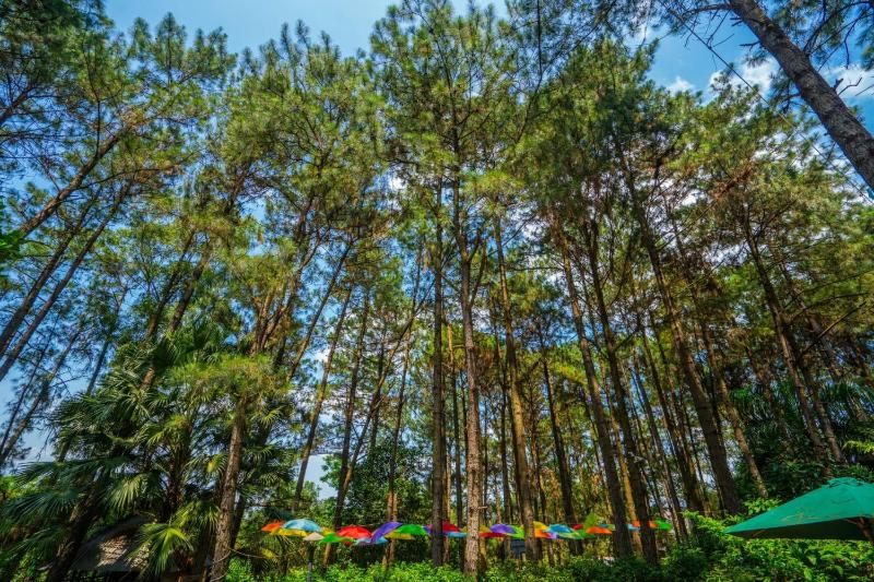 Pine Hill Villas & Camping - image 2