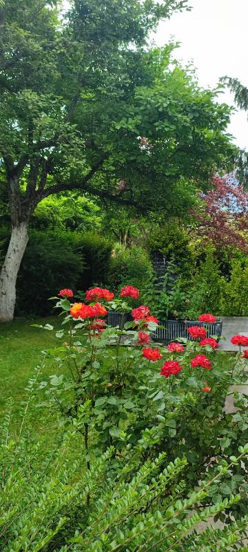 Garden House - image 6