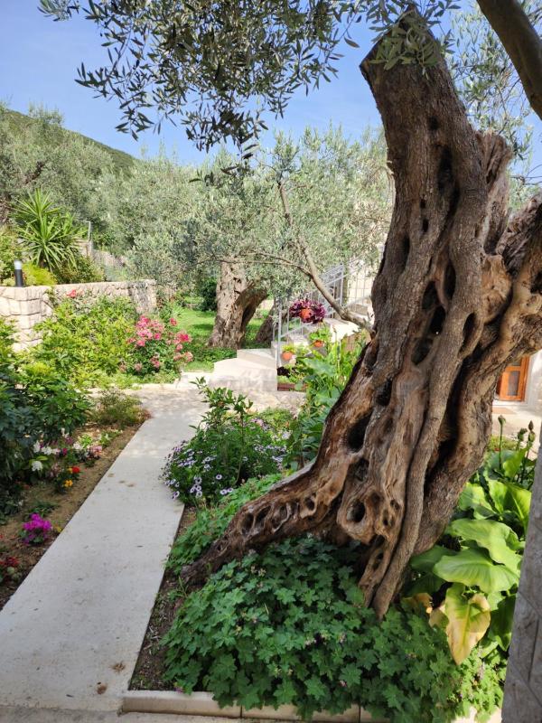 Rustic Olive House - image 7