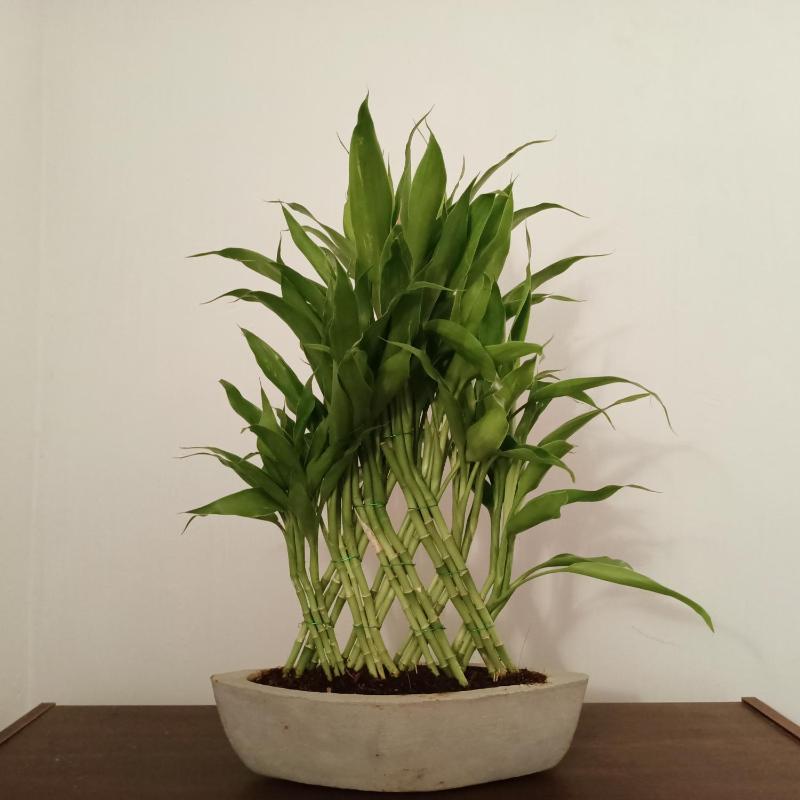 Mogra Bliss - image 7