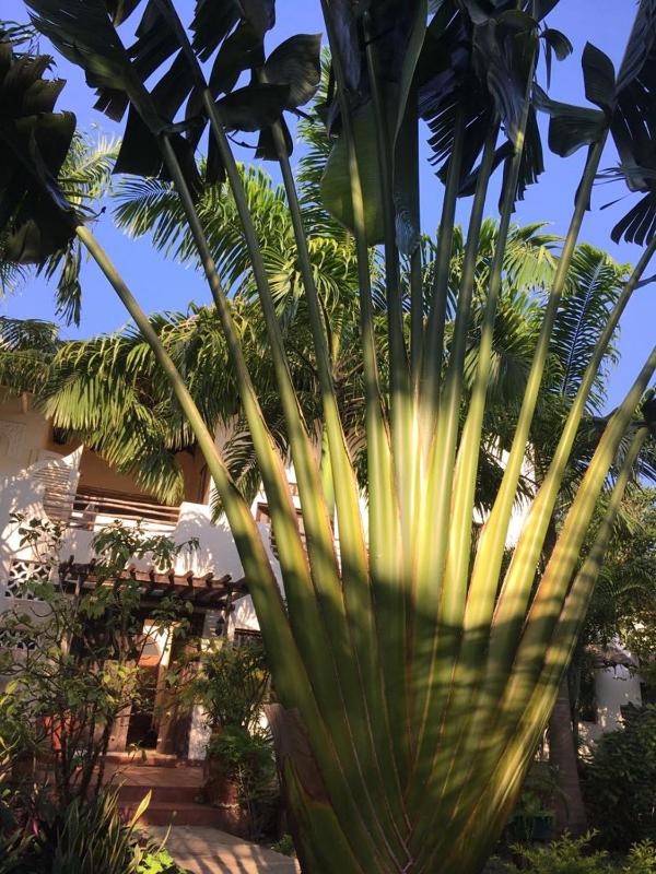 Lamu-style 1 bedroom guesthouse in the center of Diani - image 16
