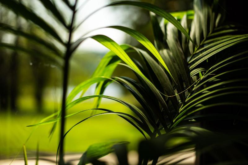 Garden Suite image 3