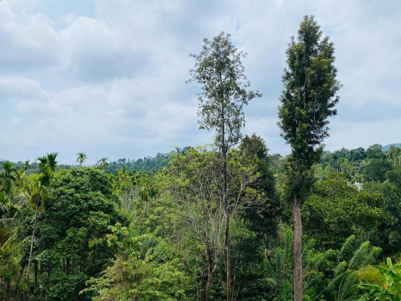 O'live Inn Wayanad Apart-Hotels - image 11