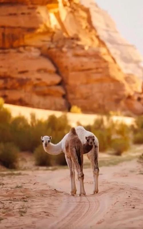 bedouin future camp - image 3