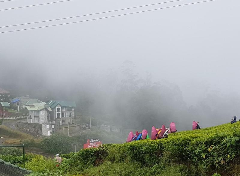 Wintry Hills-Nuwara Eliya - image 19