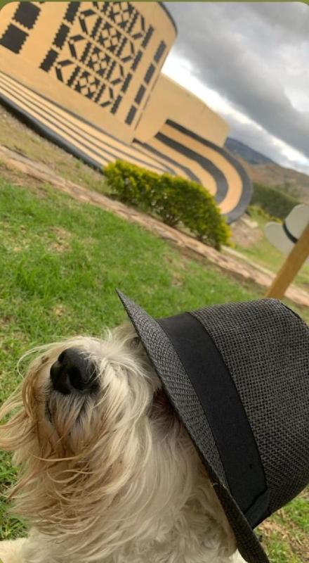 Entre Sombreros - image 24