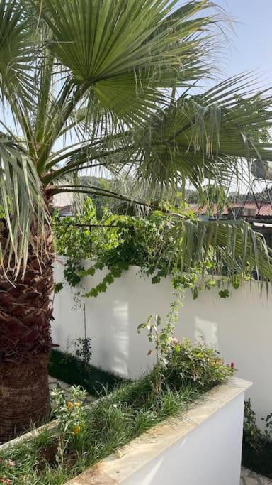 Orange Garden - image 10