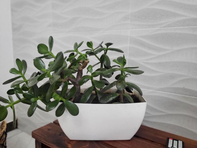 BnB Ecostay - image 2