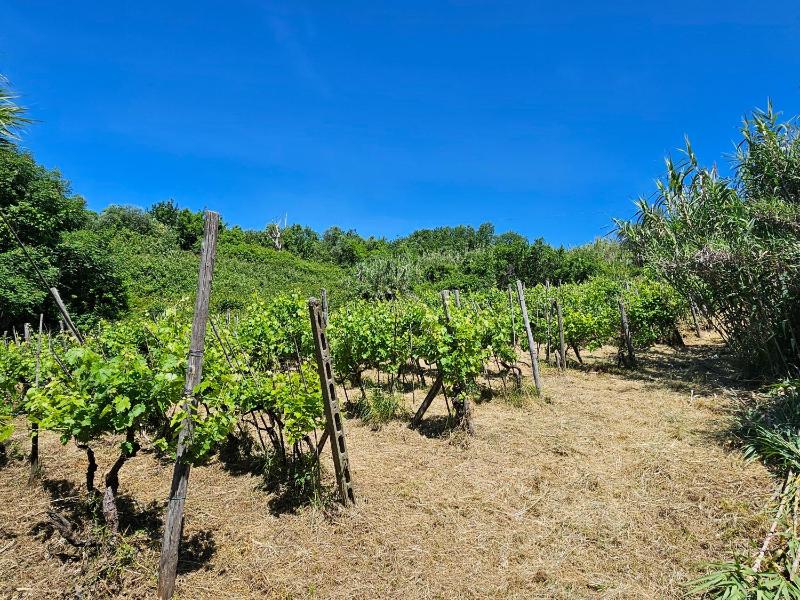 Poderi Lenzi - image 27