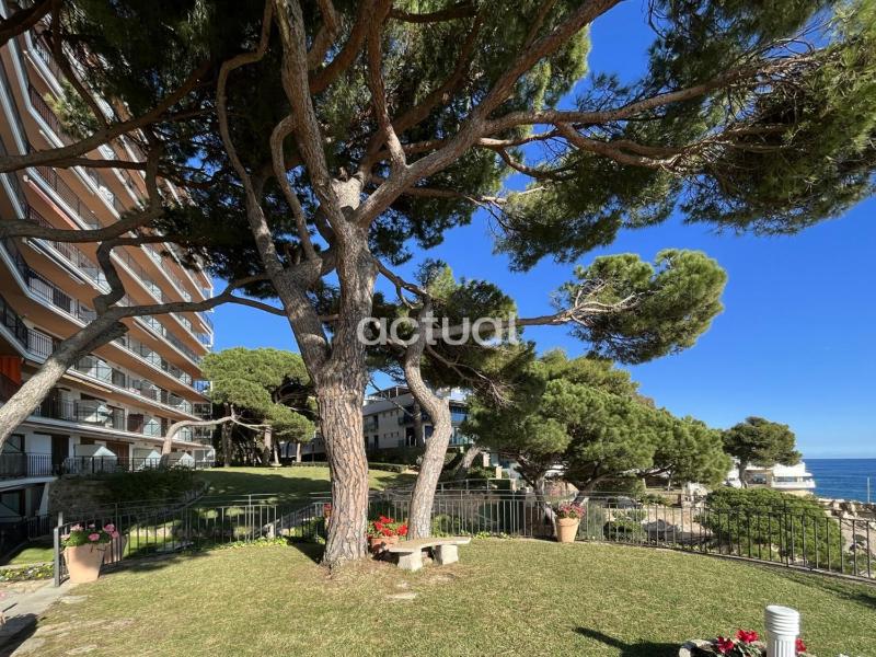 Cavall Bernat 84 - image 9