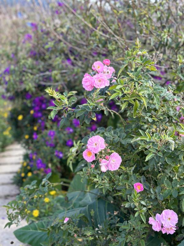 Ho May Garden Retreat - Moc Chau - image 30