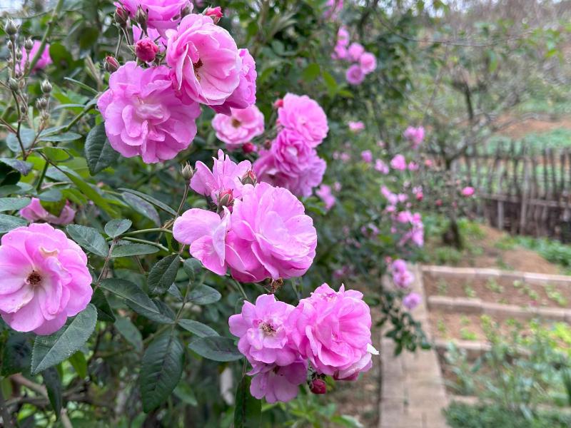 Ho May Garden Retreat - Moc Chau - image 34