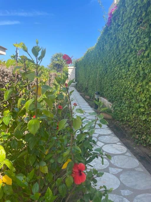 Apartamento Cala Josep - bajo con dos terrazas- - image 30
