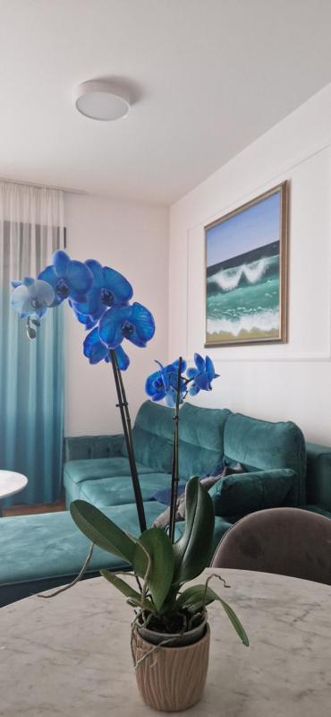 Plava orhideja apartman - image 9