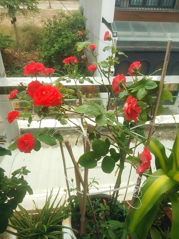 Thủ Đức Home - Nơi nghỉ ngơi như ở nhà ấm áp tình thân - image 13