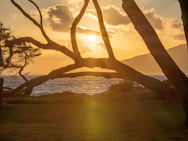 Aloha Aku Hula Suite - Find Peace by the Shore - image 19