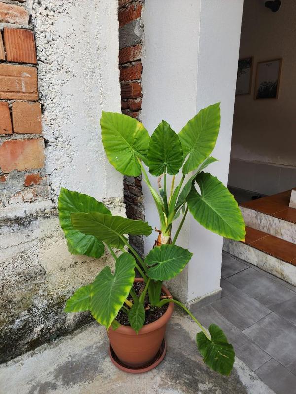 Vila 29 - image 15