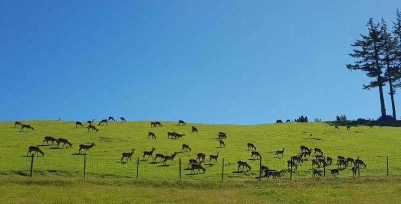 Aorangi Peak Cabins 1 by Tiny Away - image 5