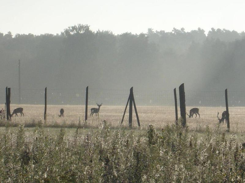 Ferienwohnung-1-im-Landhaus-am-Wildpark-Boek - image 7