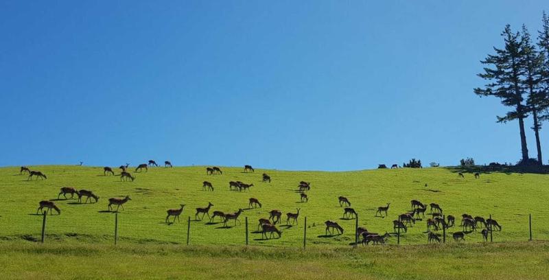 Aorangi Peak Cabins 2 by Tiny Away - image 5