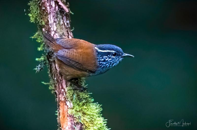 S Natura Birding and Photography - image 6