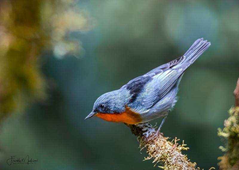 S Natura Birding and Photography - image 14