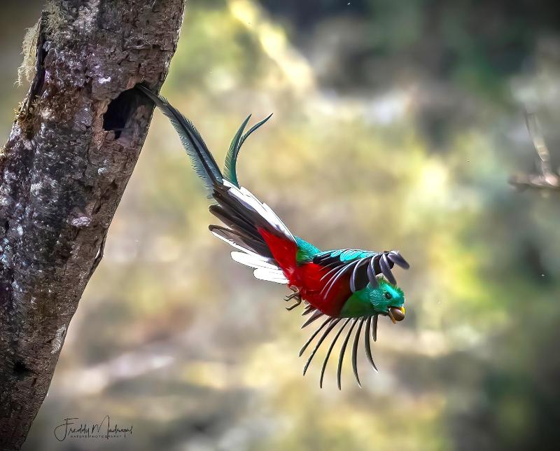 S Natura Birding and Photography - image 16