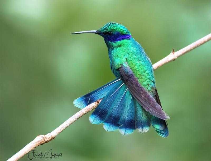 S Natura Birding and Photography - image 3