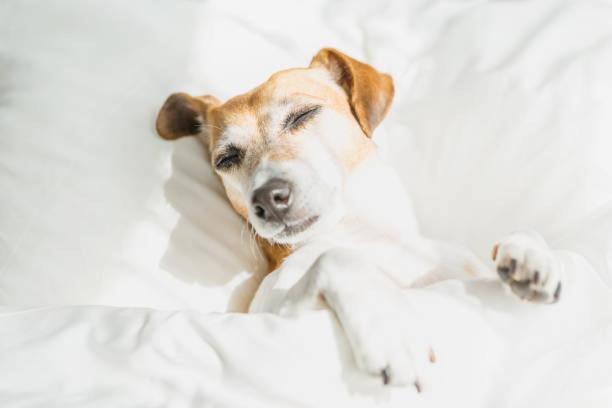 One-Bedroom Condo - Upstairs - Pet Friendly - Non-Smoking image 3