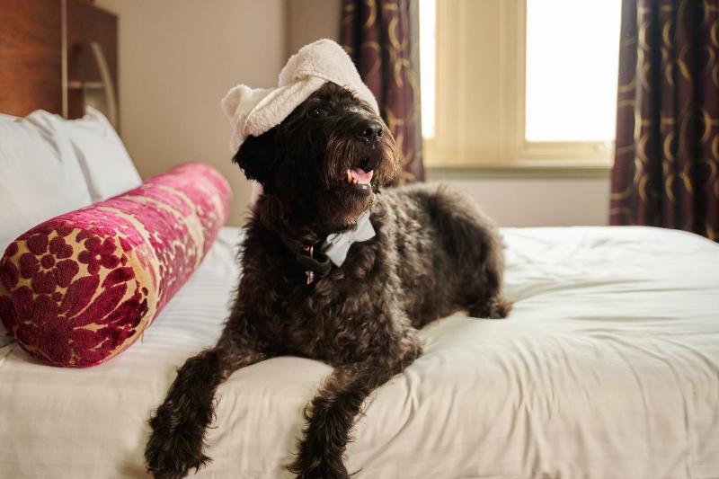 The Rutland Hotel - image 7