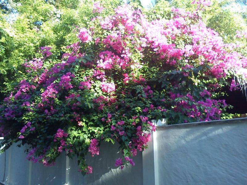 Ameena Homestay - image 17
