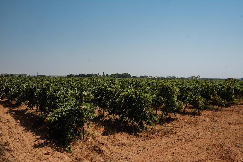 Podere Fossarunza di Carlo Manzo - image 16