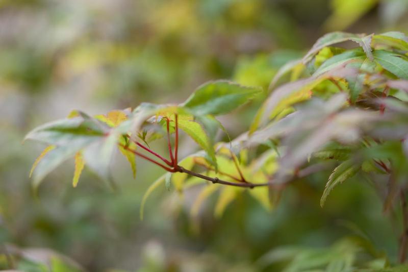 Queen Suite with Garden View and Turkish Bath image 3