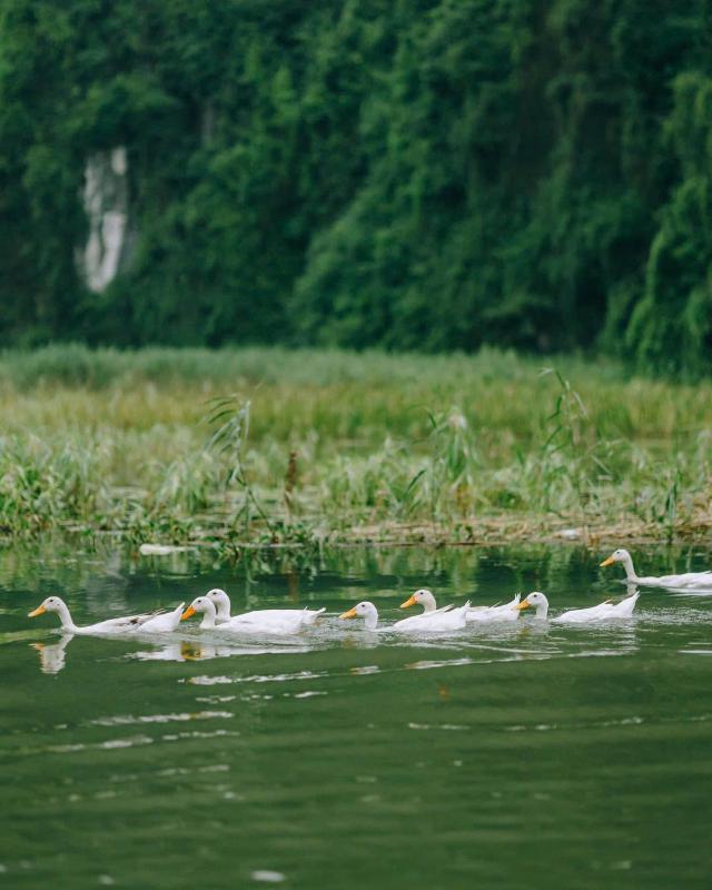 Tam Coc Sana Villa & Homestays - image 27