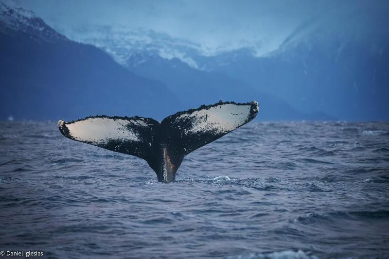 24hrs Northern Lights & Whale Watching Cruise - image 20
